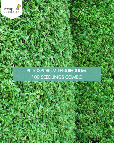 Pittosporum Tenuifolium 100 Seedlings